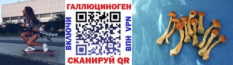 где найти   Вятские Поляны  Псилоцибиновые грибы Magic Shrooms 